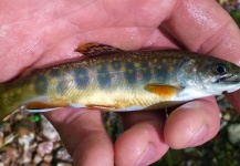  Fotografía de Pesca con Mosca de Trucha de arroyo o fontinalis compartida por David Henslin – Fly dreamers