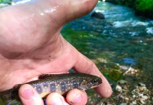  Imagen de Pesca con Mosca de Trucha de arroyo o fontinalis compartida por David Henslin – Fly dreamers