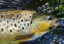 Kristian Villadsen 's Fly-fishing Photo of a Brown trout – Fly dreamers 