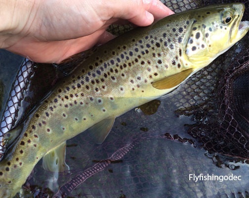 A beautiful native brown trout caught on a dry fly <a href="http://bit.ly/1FwuNpw">http://bit.ly/1FwuNpw</a> 