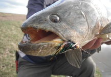 Fly-fishing Photo of Wolf Fish shared by Horacio Fernandez – Fly dreamers 