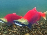 Wild salmon of Bristol Bay. Photo by Pat Clayton