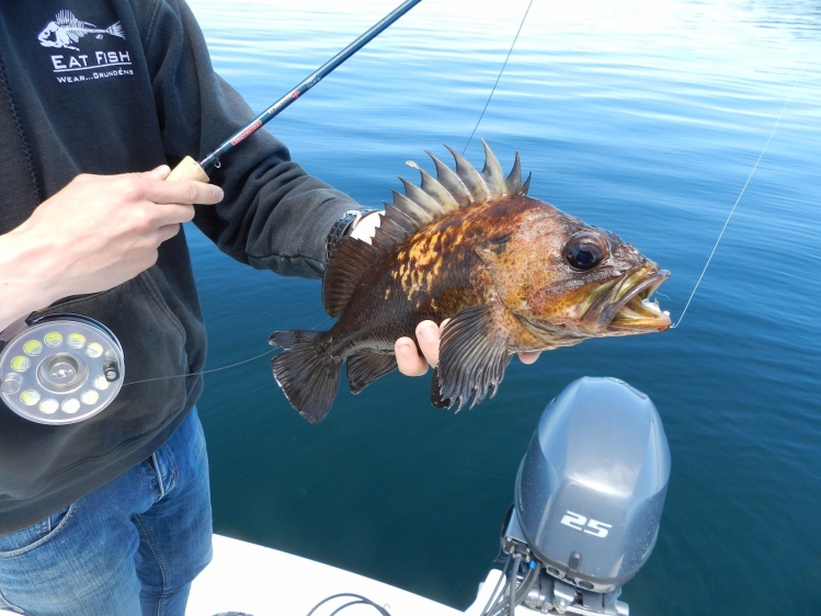 Another Rockfish. I assume Quillback.
