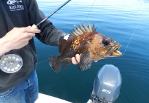 Fly-fishing Pic of Lingcod shared by Colton Graham – Fly dreamers 