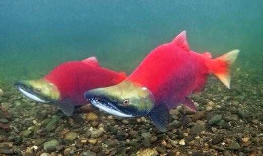 Eating Wild Salmon To Help Bristol Bay