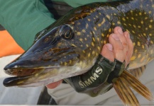 Andreas Vendler 's Fly-fishing Photo of a Pike – Fly dreamers 