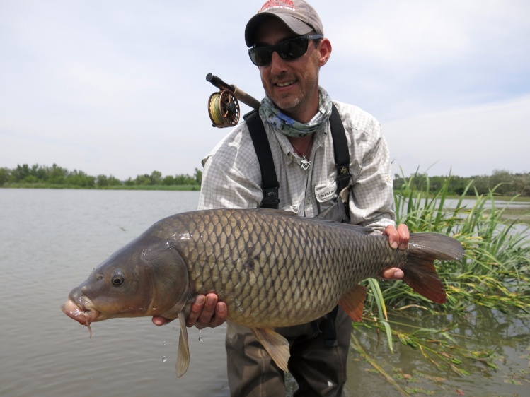 A nice 15 pounder carp from a small pond, all sight fishing! 
