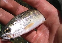 Beau Trim 's Fly-fishing Catch of a Cutthroat – Fly dreamers 