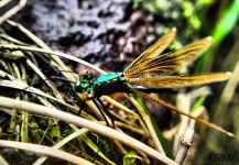 Fly-fishing Entomology Pic by Uros Kristan – Fly dreamers 
