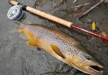 Fly-fishing Picture of Brown trout shared by Rio Dorado Lodge – Fly dreamers