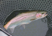 Len Handler 's Fly-fishing Photo of a Rainbow trout – Fly dreamers 