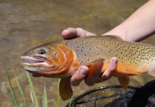 Luke Alder 's Fly-fishing Image of a Cutthroat – Fly dreamers 