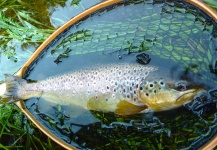 Fly-fishing Image of Brown trout shared by Kristian Villadsen – Fly dreamers