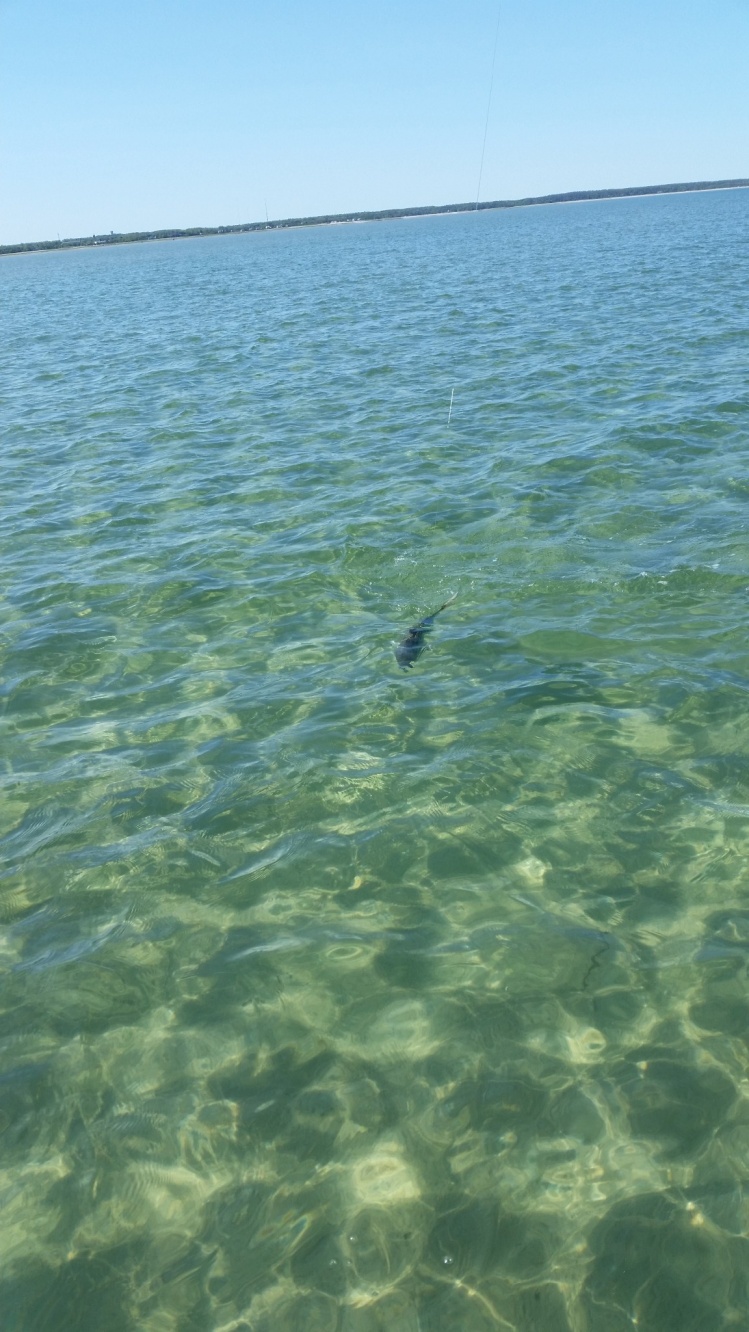 Sight fishing cape cod bay