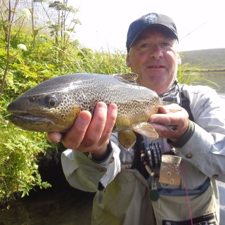 Brown trout from Laxá in Aðaldal