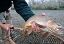 Clark Smyth 's Fly-fishing Pic of a Native trout | Fly dreamers 