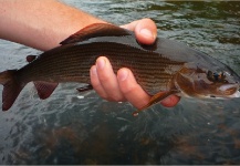 Fly-fishing Image of Grayling shared by Kuba Hübner – Fly dreamers