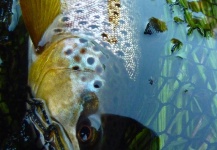 Fly-fishing Picture of Brown trout shared by Kristian Villadsen – Fly dreamers