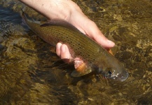 Kuba Hübner 's Fly-fishing Photo of a Grayling – Fly dreamers 