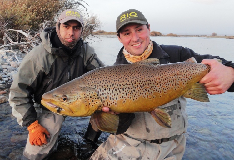 Trucha Marrón Macho Río Limay Medio  - Limay Monsters Fly fishing 