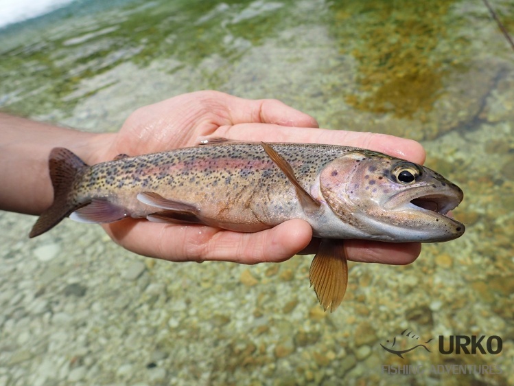 Wild rainbow trout from the river Radovna