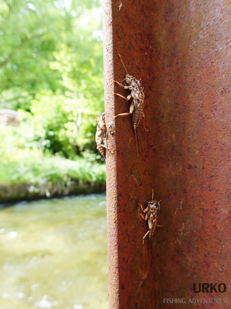 Dry molting larvae of Giant Stoneflies