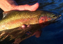 Fly-fishing Pic of Rainbow trout shared by Kimbo May – Fly dreamers 