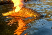 Fly-fishing Pic of Rainbow trout shared by Kimbo May – Fly dreamers 