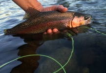 Fly-fishing Picture of Rainbow trout shared by Kimbo May – Fly dreamers