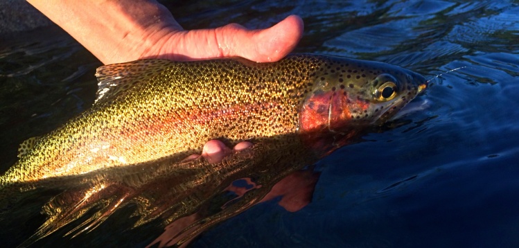 Shortly after the upper Spokane River opened I enjoyed swinging some caddis in the evening.