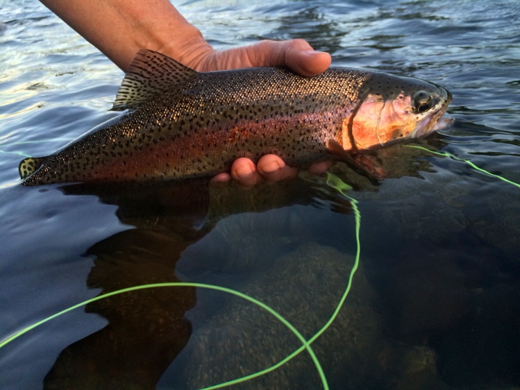 Fishing was great but a few days later the river was drawn down dramatically to hold Lake Coeur d 'Alene lake for recreation.  Snow pack is poor and tributaries are really low this year.  (June, 2015) Early closures?

