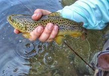  Foto de Pesca con Mosca de Trucha marrón por Cierra Bennetch – Fly dreamers 