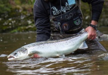Black Fly Eyes Flyfishing 's Fly-fishing Pic of a Silver salmon – Fly dreamers 
