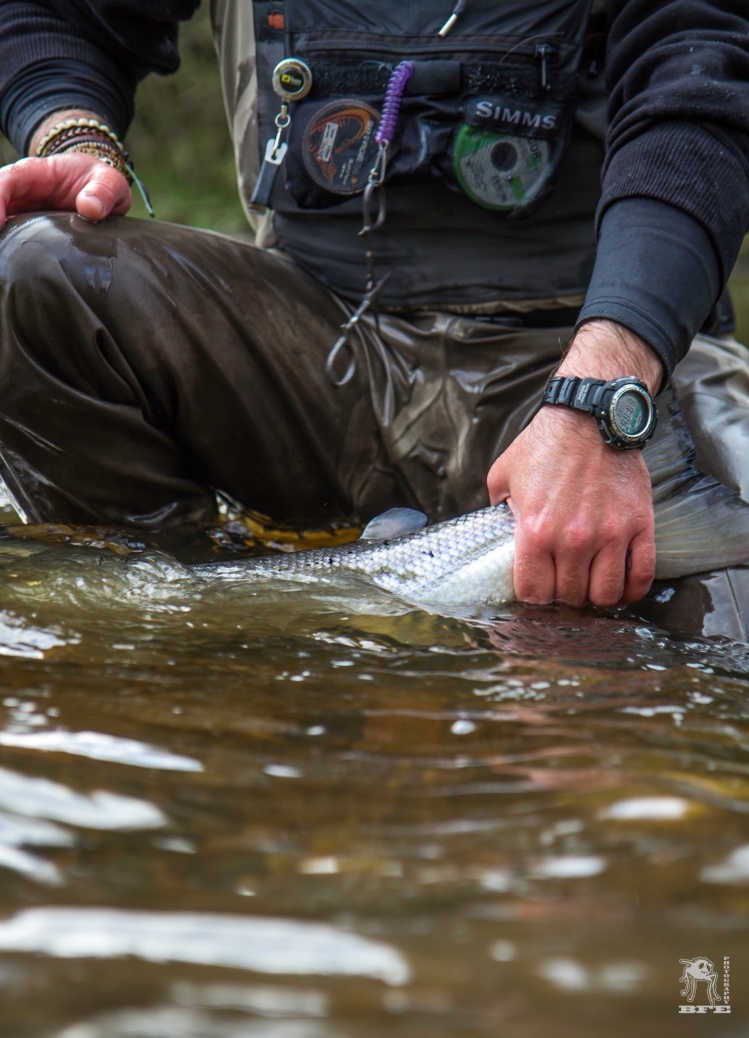 Atlantic salmon