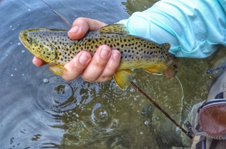 Nice Brownie on a CDC Caddis