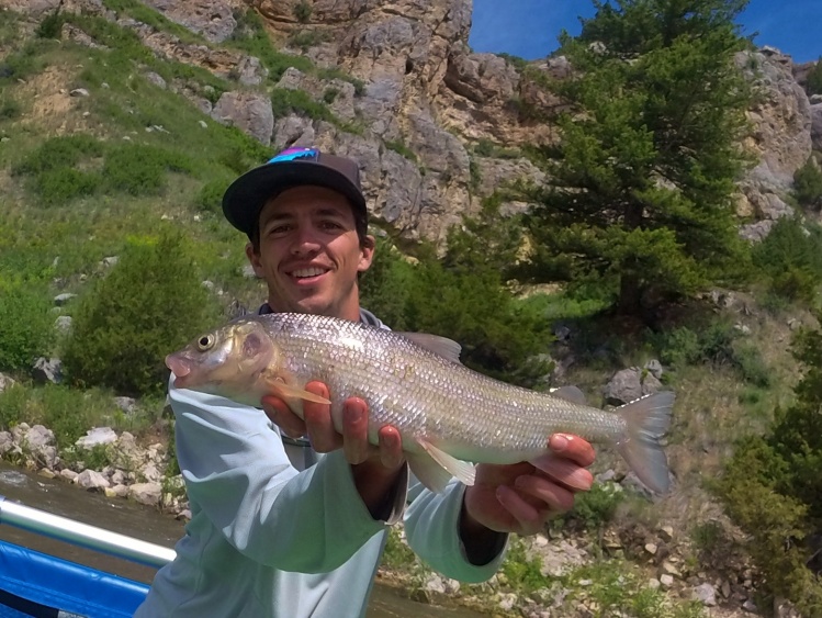 Huge Whitefish