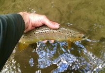  Imagen de Pesca con Mosca de Trucha marrón por David Henslin – Fly dreamers