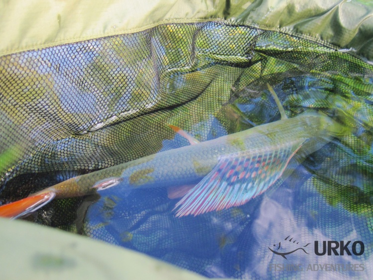 Rainbow colors of grayling