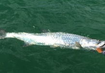 Fly-fishing Picture of Tarpon shared by Thomas & Thomas Fine Fly Rods – Fly dreamers