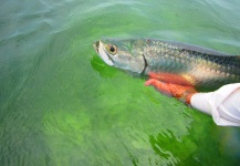 Great Fly-fishing Situation of Tarpon - Photo shared by Fernando Oliveira – Fly dreamers 