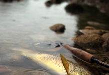Irénée Sicard 's Fly-fishing Photo of a Brown trout – Fly dreamers 