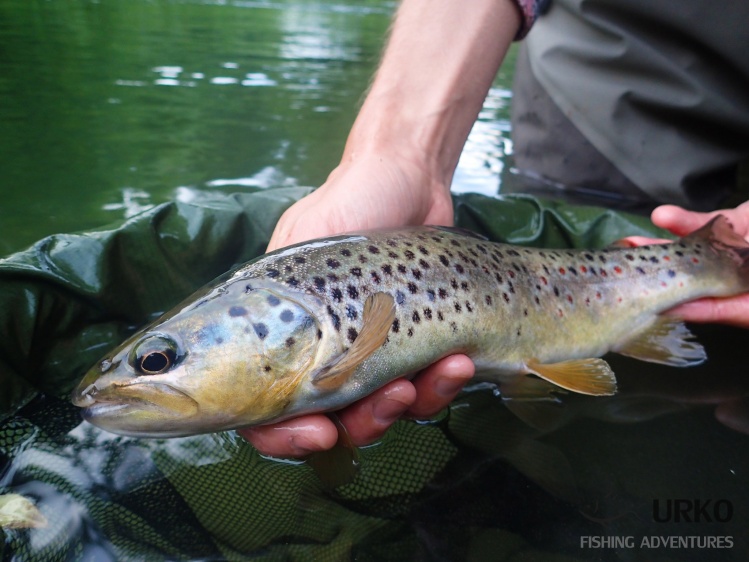 Beautiful brown trout from the river's source Malenščica