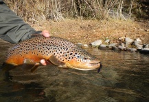 Rio Dorado Lodge 's Fly-fishing Photo of a Brown trout – Fly dreamers 