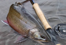 Rudy Babikian 's Fly-fishing Image of a Brook trout – Fly dreamers 