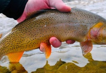 Tyler Hackett 's Fly-fishing Picture of a Cutthroat – Fly dreamers 