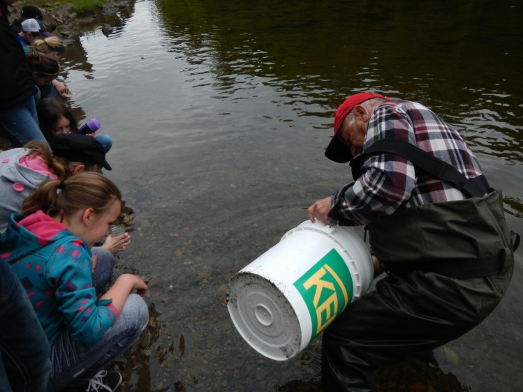 Stocking the Jacket River with Atlantic salmon