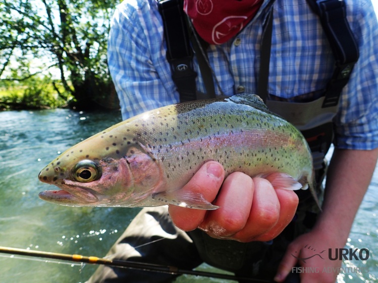 Solid wilde rainbow trout
