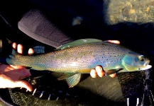 Fly-fishing Photo of Grayling shared by Nick Holman – Fly dreamers 