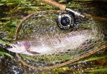 Yampa River Spring Bow