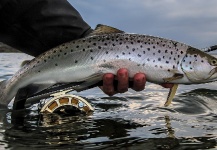  Fotografía de Pesca con Mosca de Sea-Trout (Trucha Marrón Anádroma) compartida por Rune Westphal – Fly dreamers